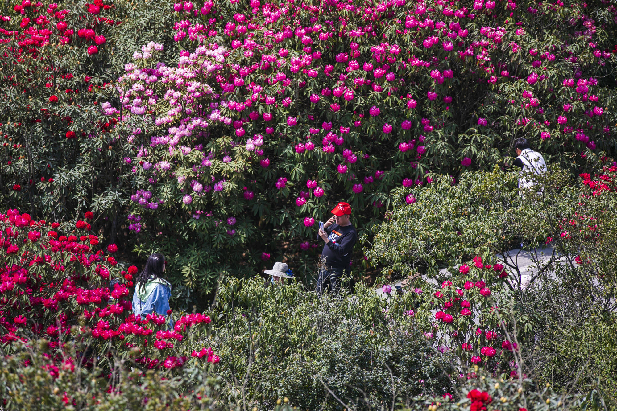 就现在！毕节百里杜鹃花盛开，“世界最大的天然花园”美炸了！