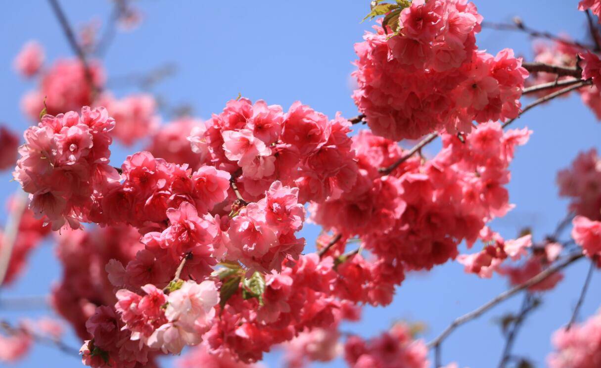 “草色青青柳色黄，桃花历乱李花香”，春回大地，来一起赏花吧！