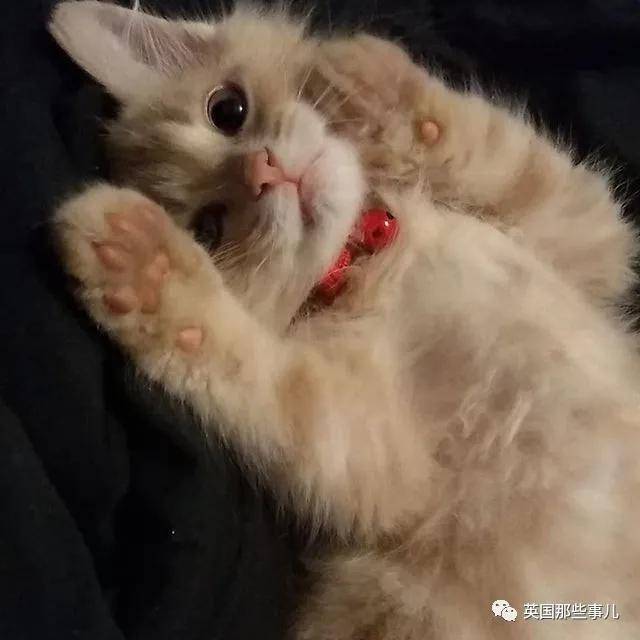 画可可爱爱的小猫咪 f8a1232cb7764c26bcc7a0103696e89c.jpeg