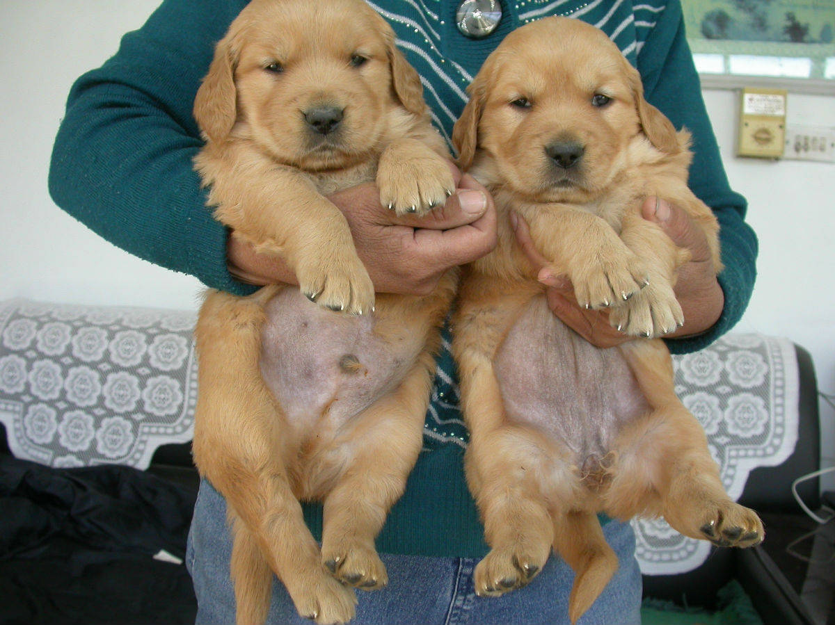 很多人都想要养狗,不过在选择的过程中总是会犹豫养公犬还是母犬好?