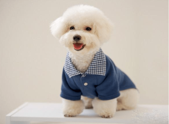 比熊犬训练的6个基本动作你家会几个