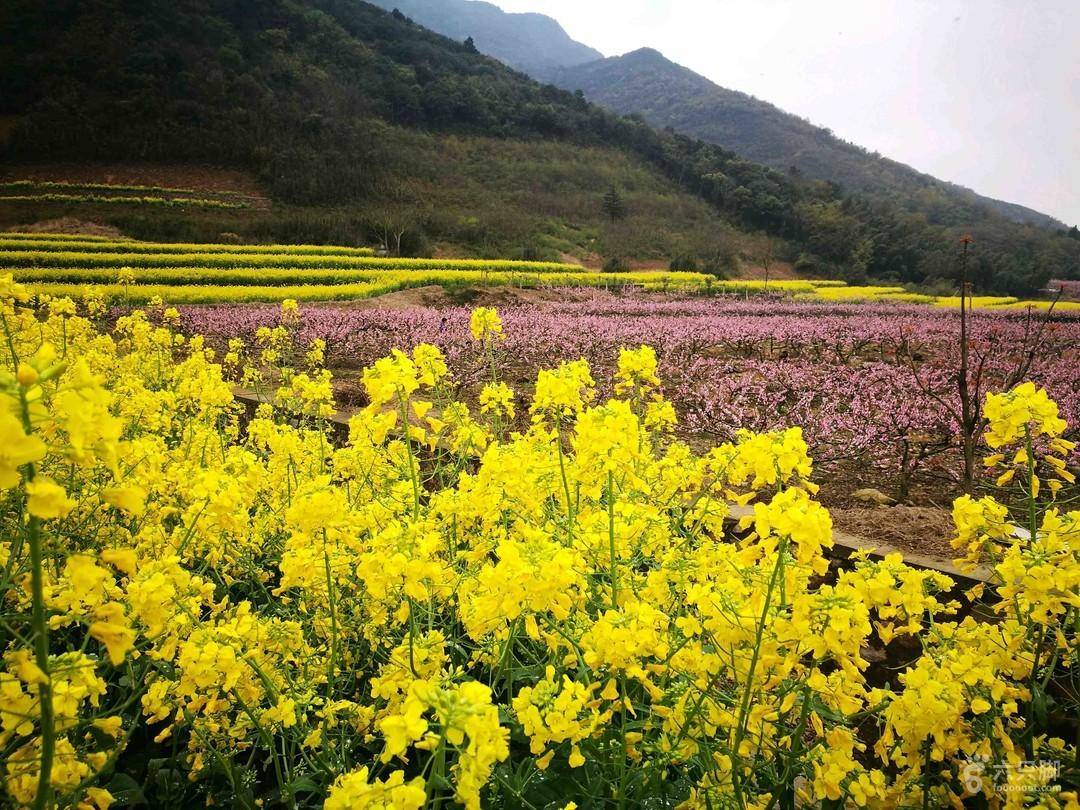 原创宁波奉化看油菜花的好地方,大堰首当其中第一位,还有两个好去处