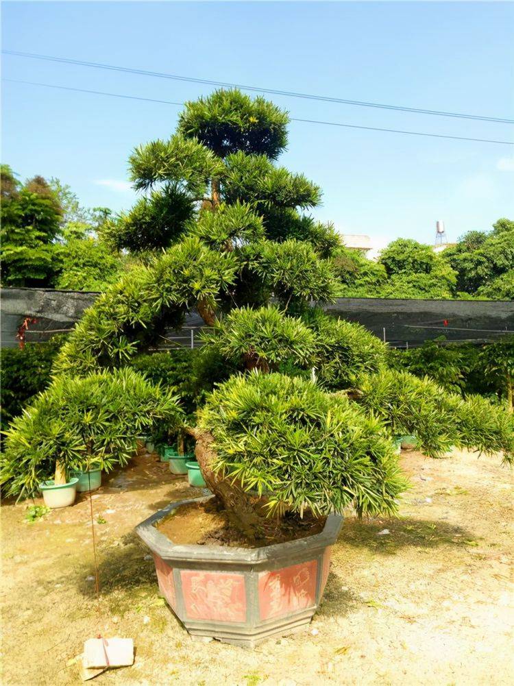 原創羅漢松剛正不阿,特別適合作為庭院植物養護,長得好能升值