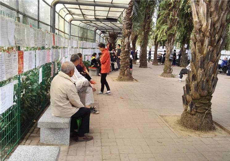 深圳莲花山公园相亲角挂满大龄未婚男女信息都是父母替儿女征婚