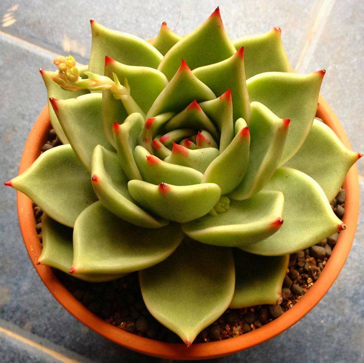 原创盘点4种名字带"星"的多肉,你养过吗?