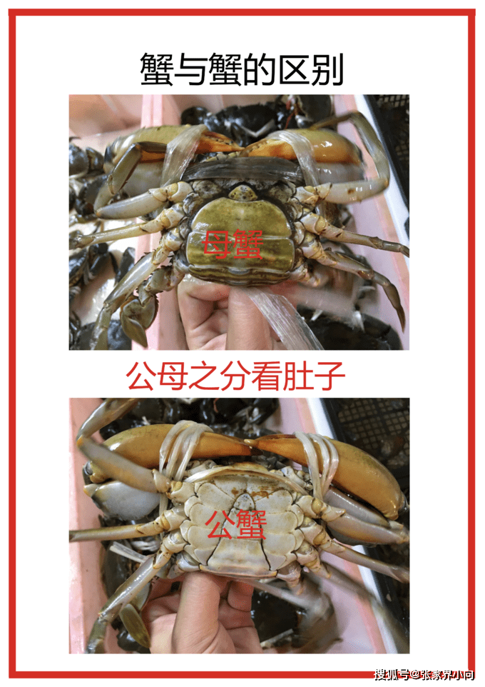 公蟹母蟹的区别,在于肚子形状不同,所以螃蟹通用