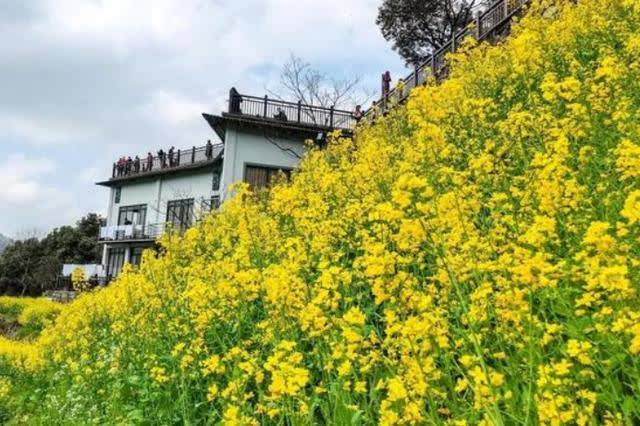 浙江这个4A景区门票免费，还有大片油菜花开放！春日赏花的好去处