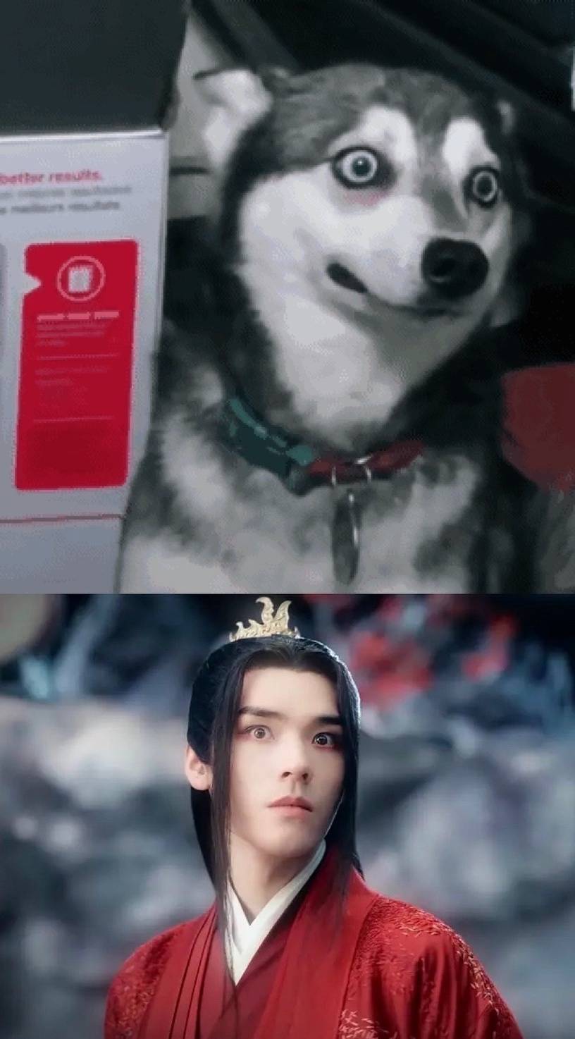 5位爆红犬系男星,龚俊张哲瀚萌翻,林更新沙雕王