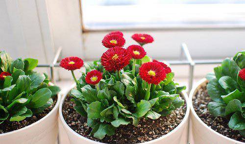 盆栽花怎么使用有机肥 509fbd8ecc7949599b8096fffe9f6735.jpeg