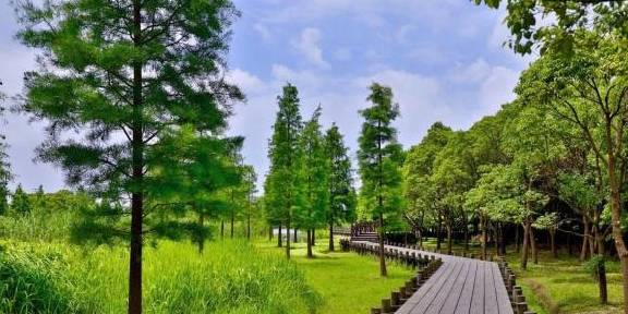 上海有一座公园，很多人不知道，水上森林好似天然氧吧！