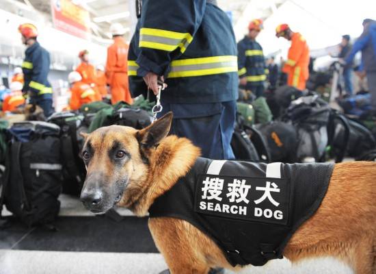 犬詩十卷第五卷搜救犬原創