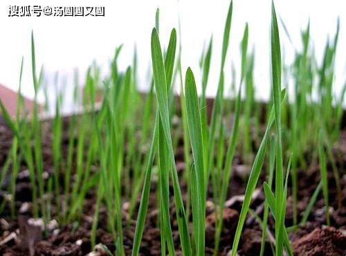 养宠小知识 猫咪不爱吃猫草 猫不爱吃猫草怎么吐毛球 主人