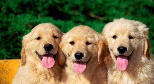 怎么看小狗狗年龄 8f8add5198454569a968216795ca9a7d.jpeg