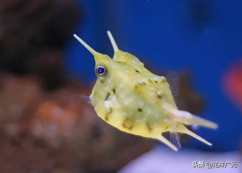 卡尔海洋世界海洋科普长角牛鱼十大超怪异海洋生物之一