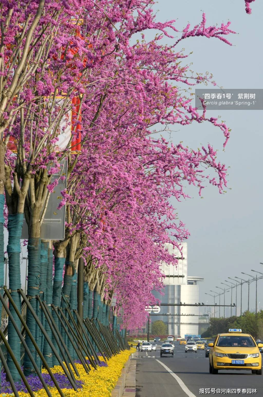 南京浦口大道的‘四季春1号’紫荆树进入盛花期！