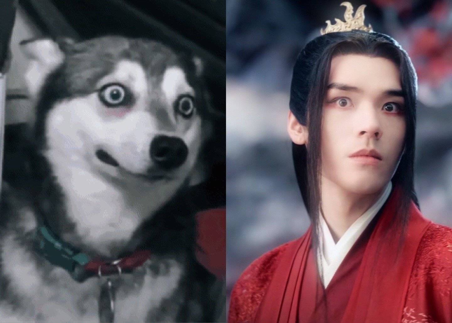 但是配上这个狗狗的照片后,突然就感觉搞笑了起来,龚俊的表情也有一种