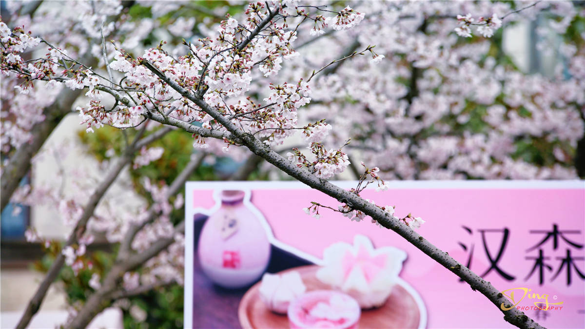 看樱花来扬州，周末开启最美樱花季，鉴真路白如雪成网红打卡地
