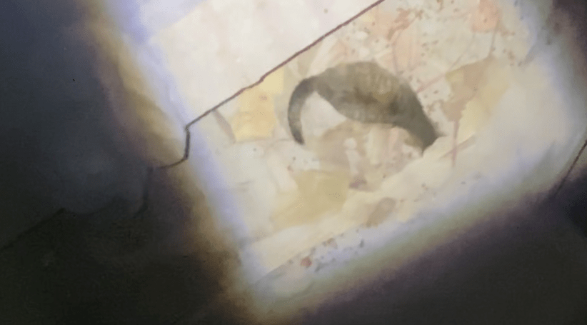 3579eec087654878a14a3d0d59b31e25.png