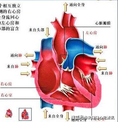 心房血管分佈-血液循環系統精華彩圖_心臟