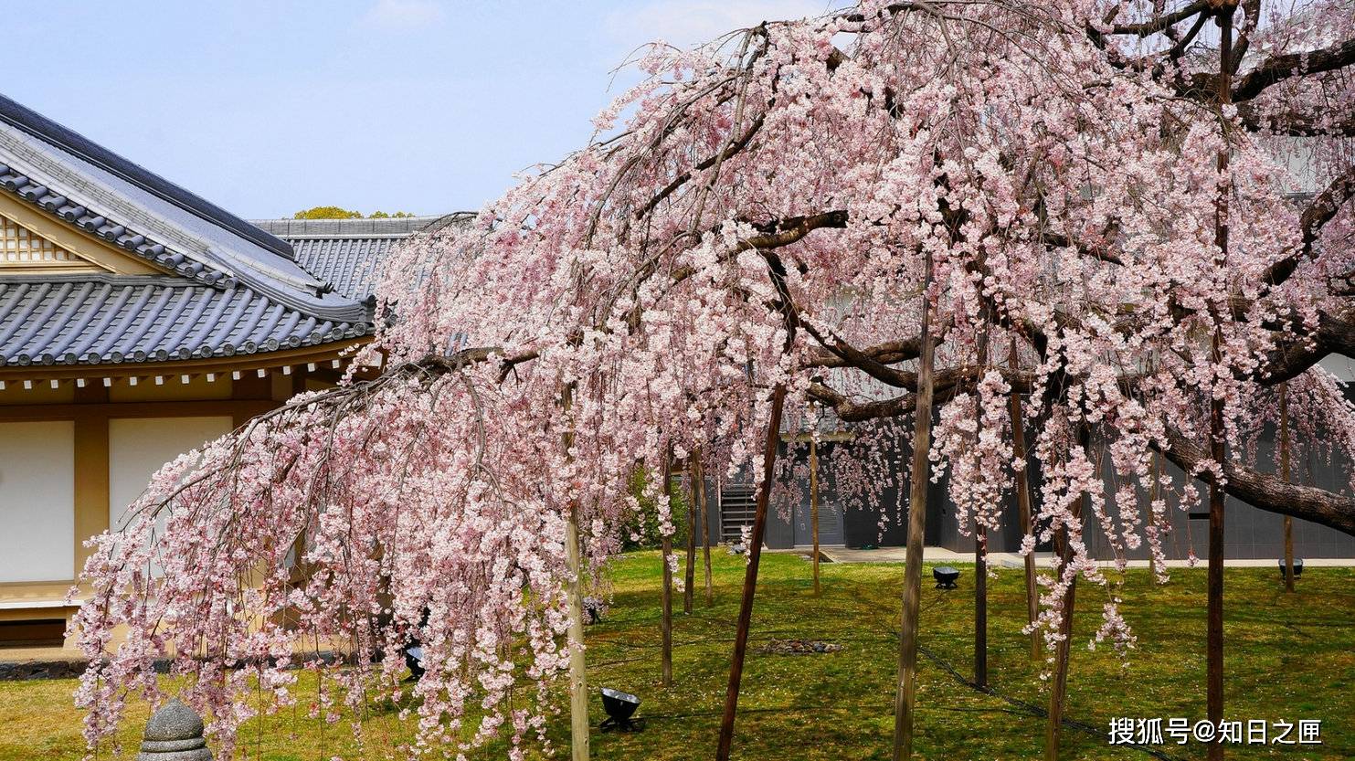 京都赏樱好去处！保存了上万件国宝的古寺之中的深雪樱花！