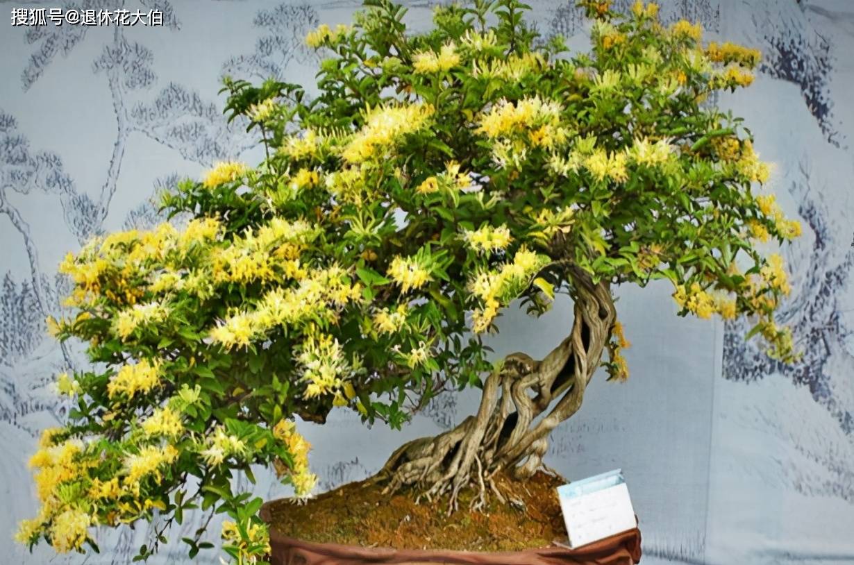 也不利于大家继续养殖花卉,所以养殖一些根系发达,也比较好养的类型是