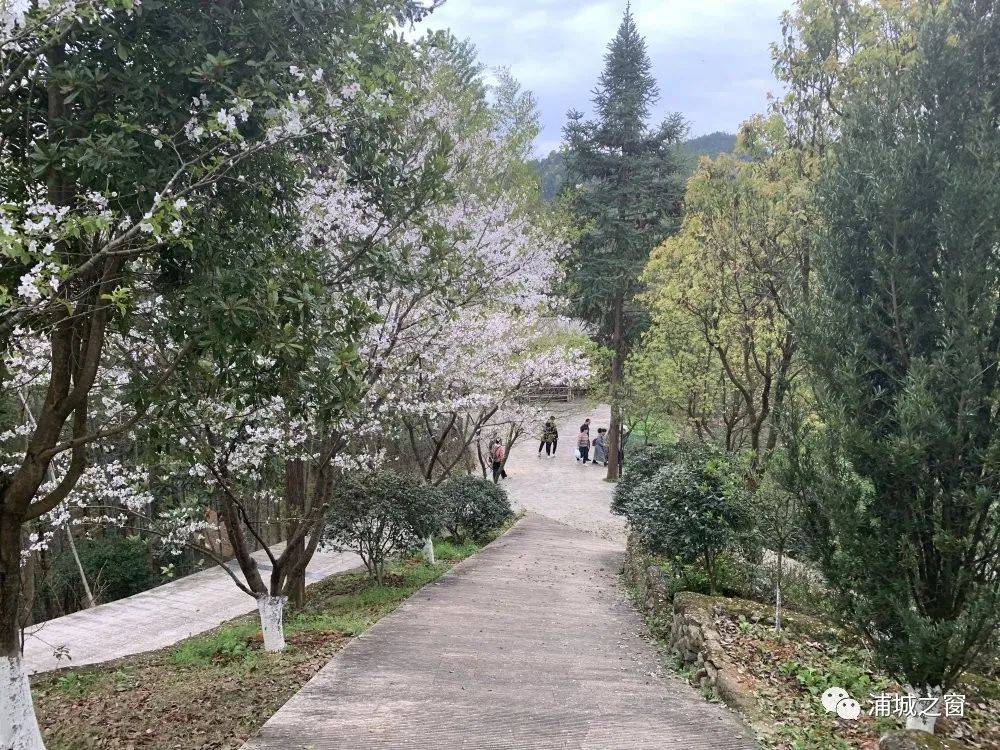 官宣！浦城这份樱花味的赏春邀约已经发出！
