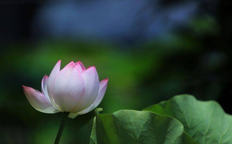 4月,月老牽姻緣線,命中紅鸞星湧動,喜結良緣上上籤的四大生肖