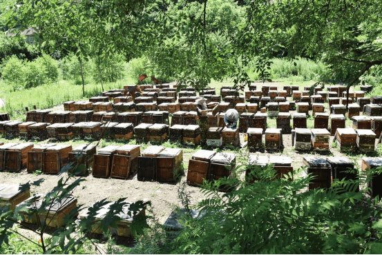 白山有“白蜜”，锻造椴树蜜，地道君告诉你蜂蜜产业的秘诀！