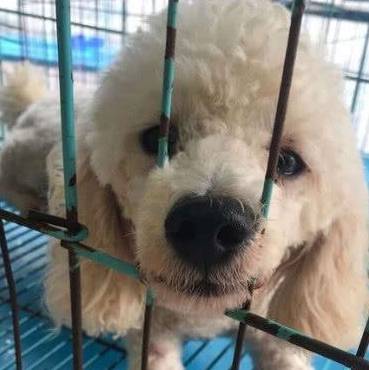 如何用绳子做狗狗牵引绳 aa0a0b01f5ac421f87a53e1a92912372.jpeg