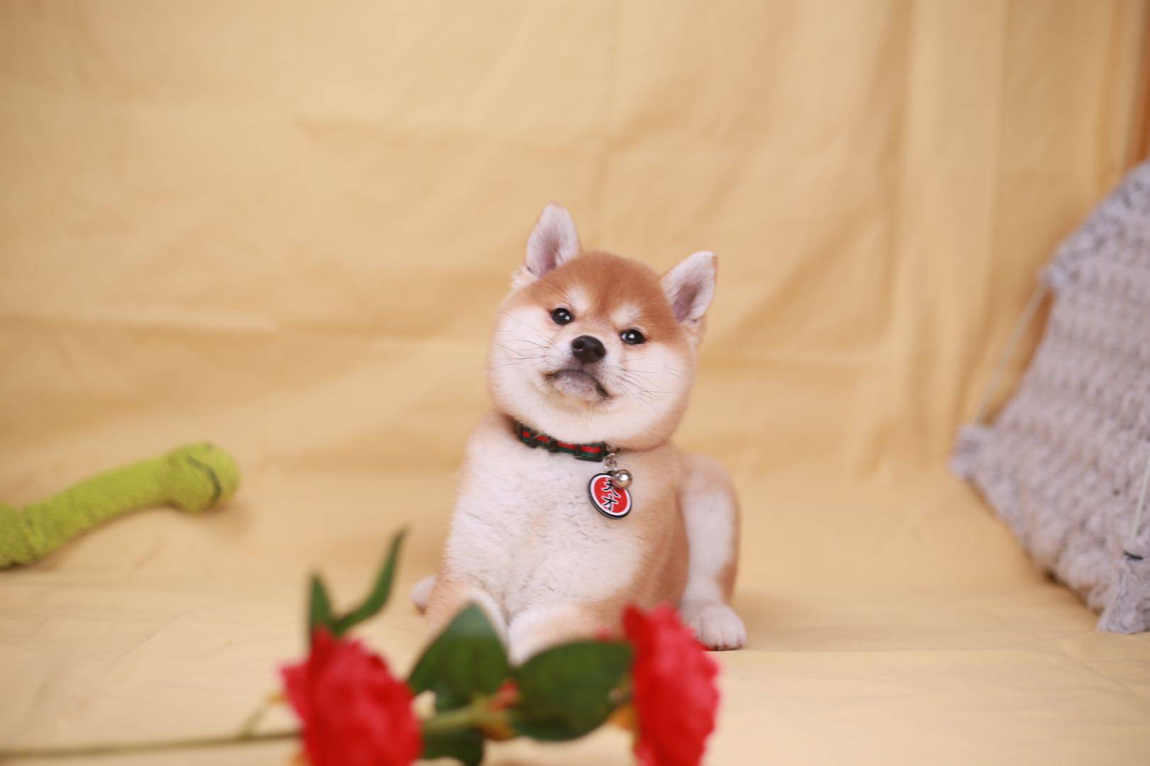 深度剖析:科学养柴犬的方法