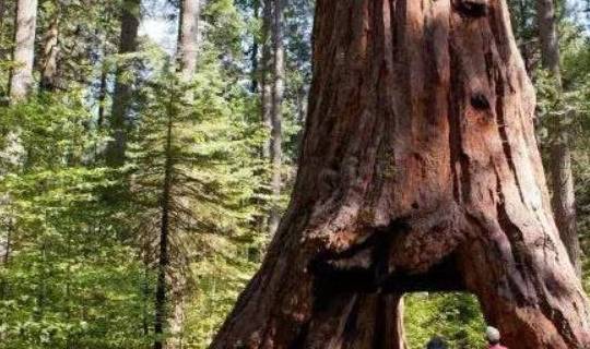 世界上最可怜的树：因体型太大被做成“活体隧道”，死于大风！