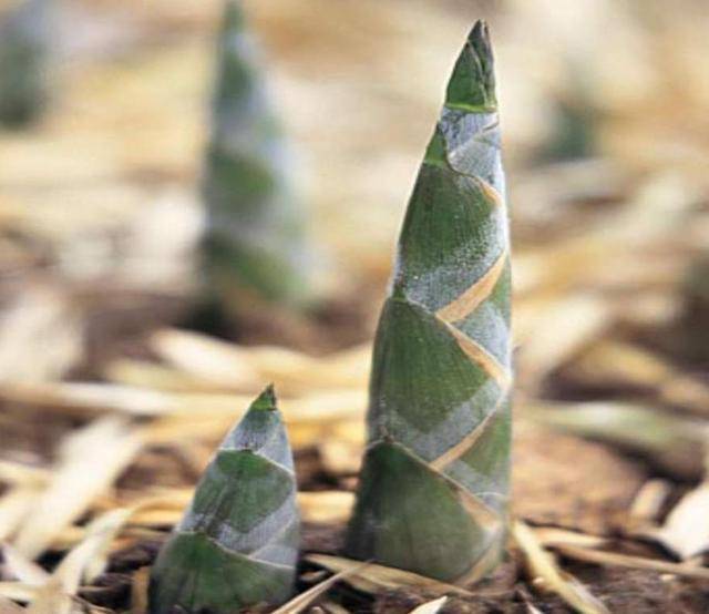 什么样的笋芽 e2e2d94ff30445439b8cac2c435df376.jpeg