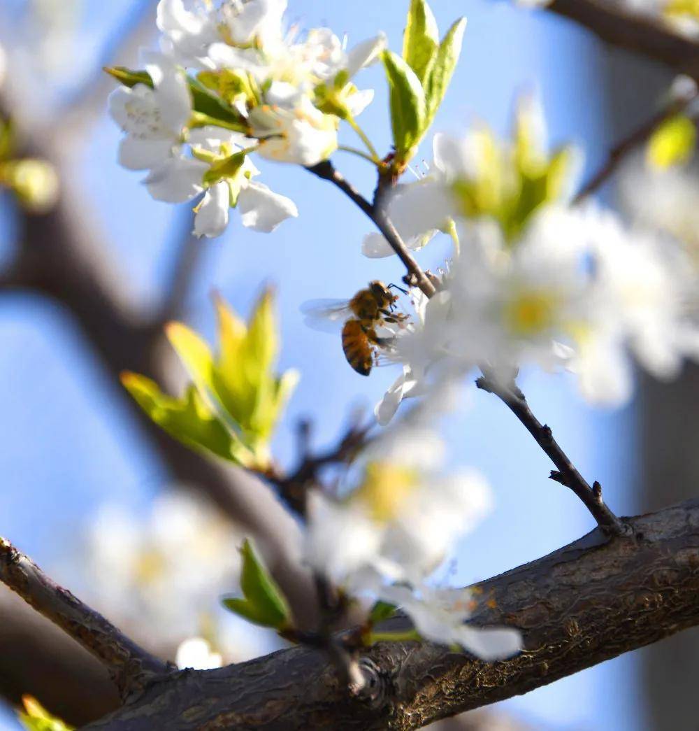 昌乐齐都实验学校:无限芳菲春满园_枝头