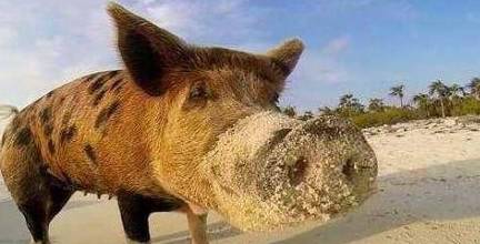 世界上最幸福的猪，它们独占一个岛屿，比人类还会享受生活