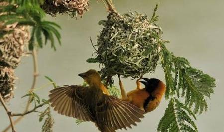 世界上最大的鸟巢，重达1吨有着百年历史，就在非洲的一棵树上