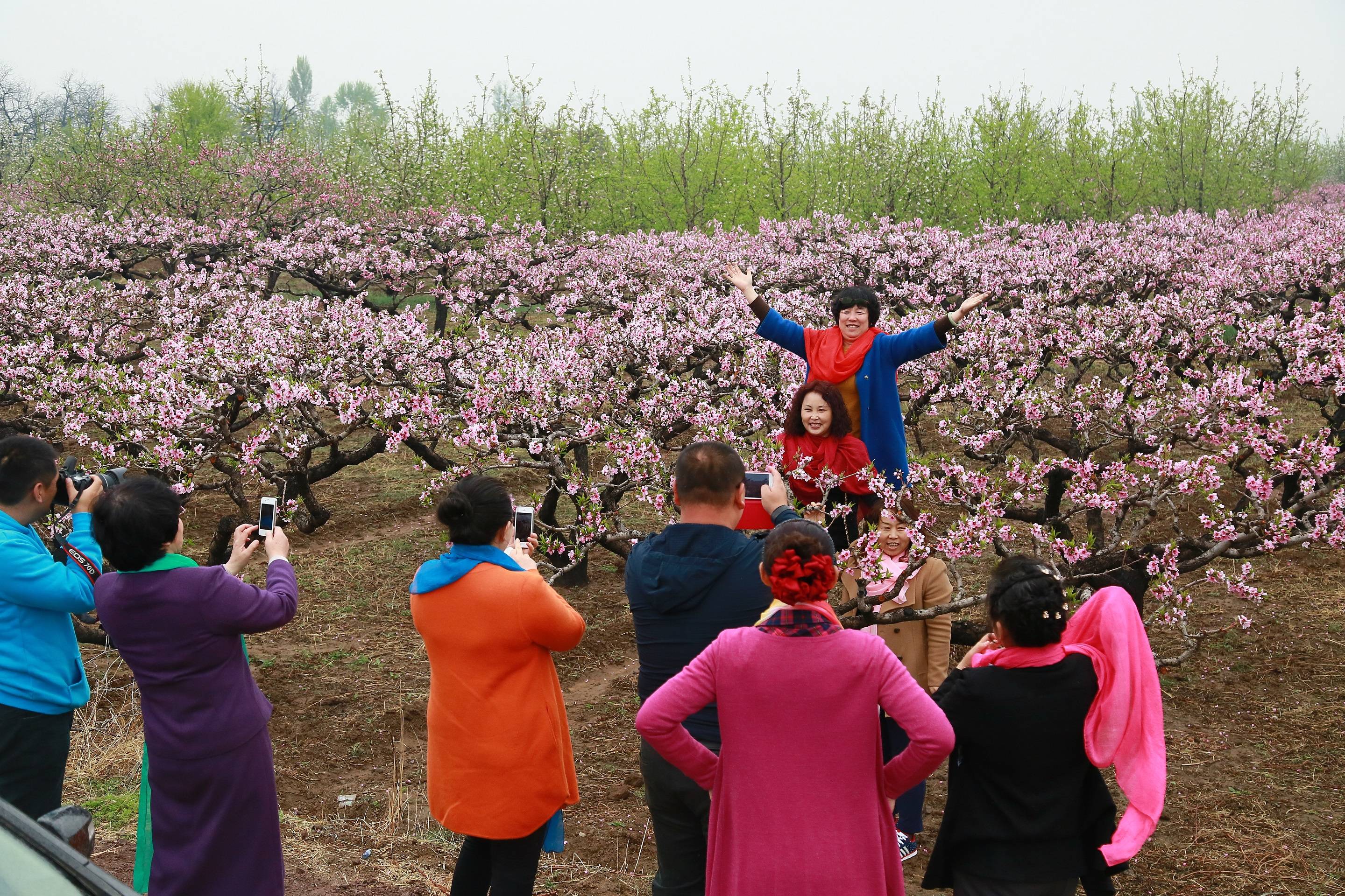 “赏花经济”，带动山西省乡村旅游复苏