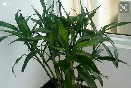 富贵竹几年能开花 cbe934452cd74a9396c84cd60bdec011.jpeg