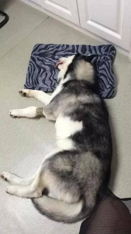 主人給哈士奇做絕育，其實都是為了你好！ 萌趣萌寵 第2张