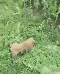 土狗坐在主人床上 17f9b84eafa74516a3b39b9f609dd685.jpeg