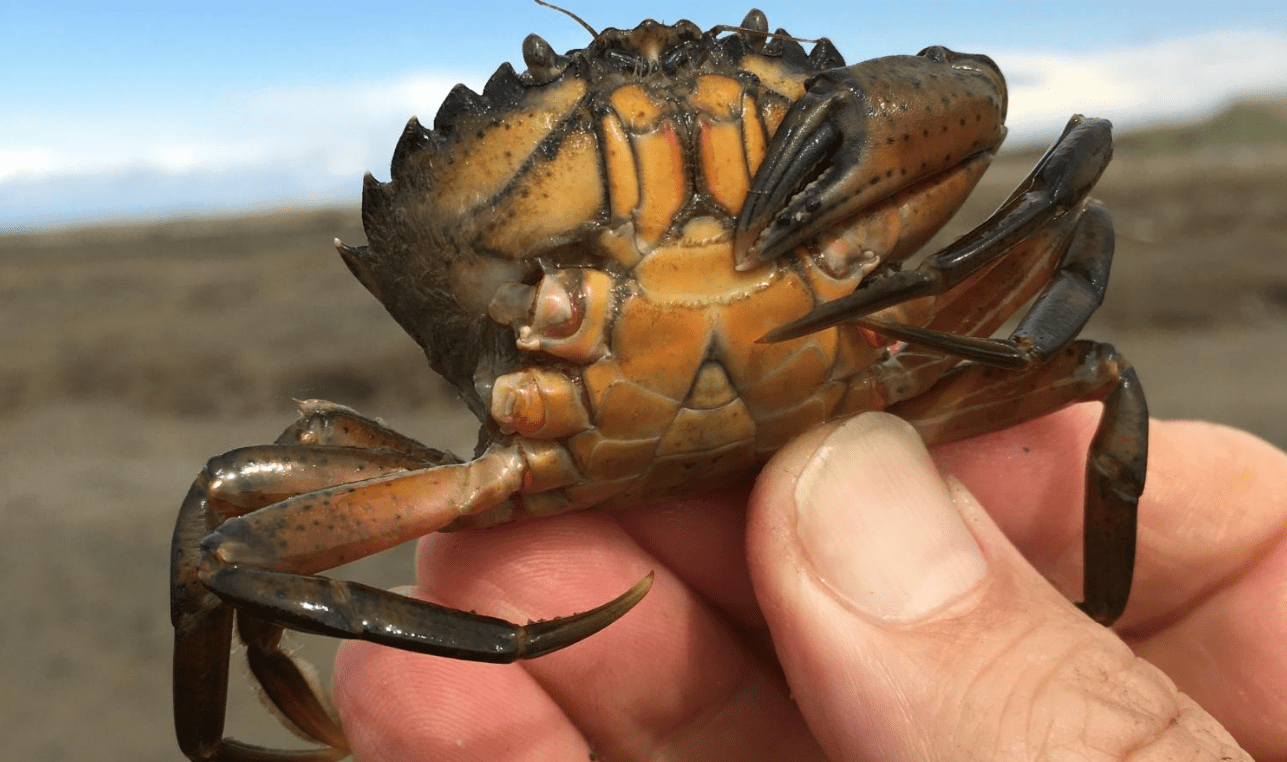 又是美国欧洲绿蟹进入美国1年繁殖近30万只真的吃不完啊