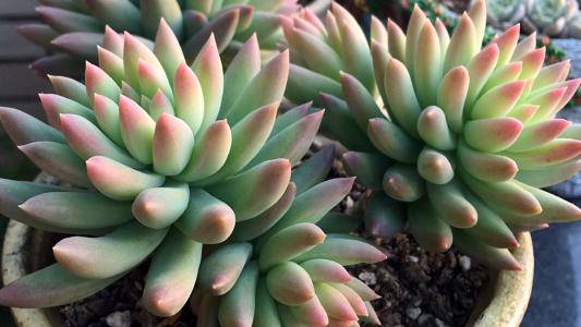 多肉种类有几种 219d06e448cc4c0e81245580dac51044.jpeg