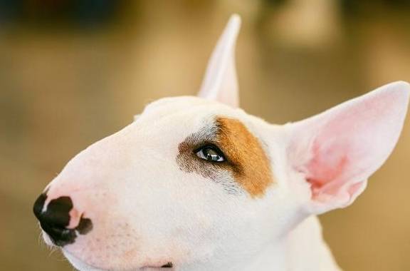 恶犬排名_世界十大恶犬排名图片(2)