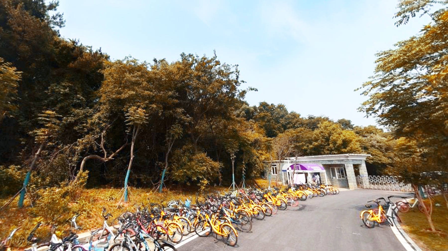 在武汉知名高校里体验绿道骑行：两公里临湖地带，学生专属活动区