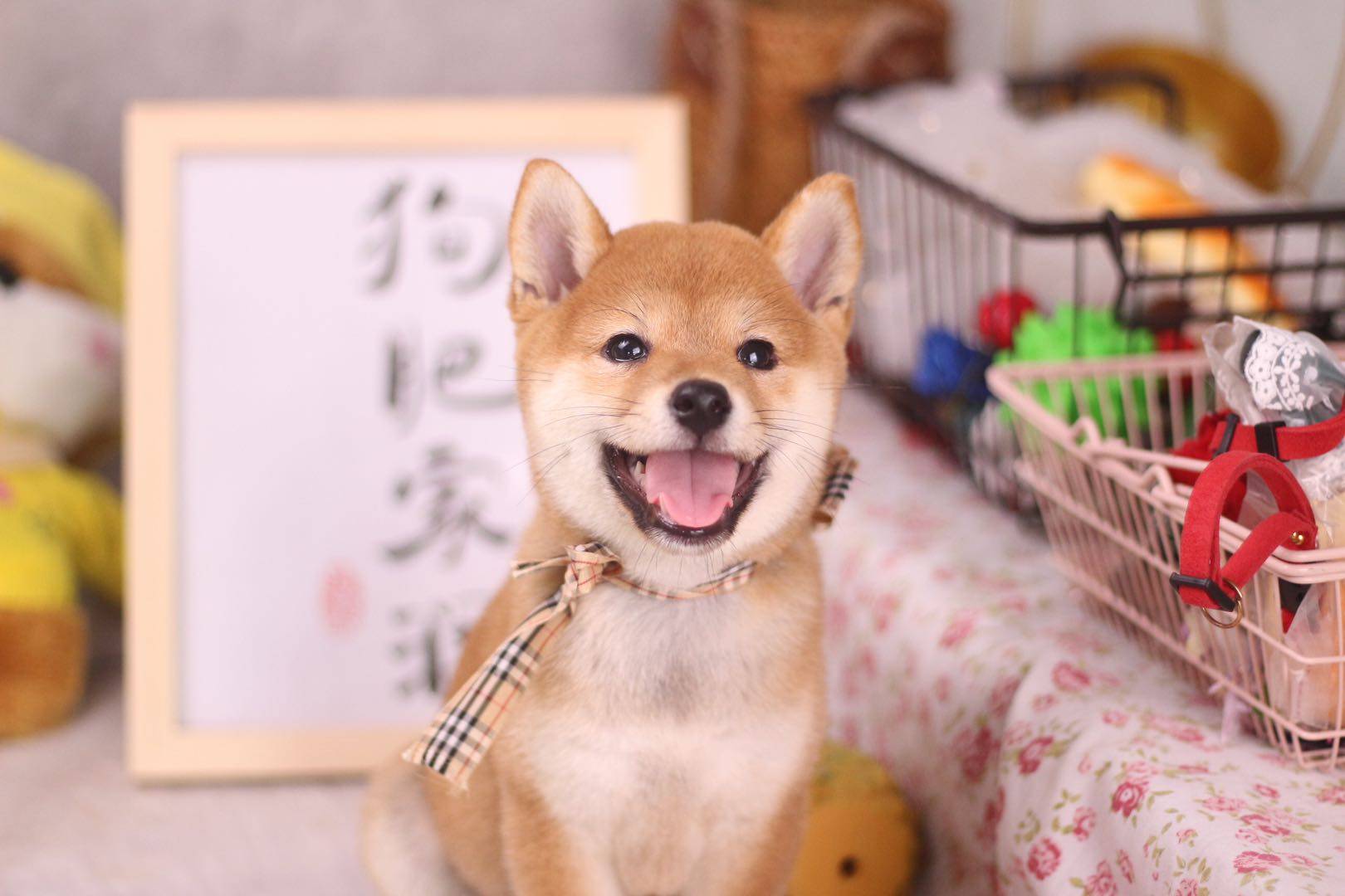 柴犬排名_柴犬头像(3)