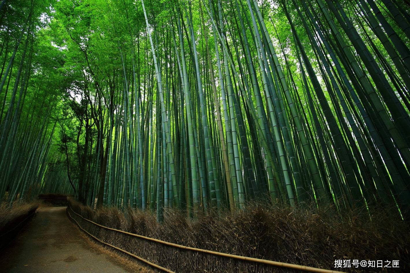 清晨7点的京都竹林小径 享受空无一人的美丽与宁静 旅景网