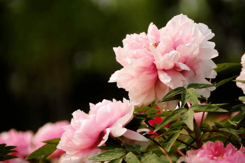 牡丹花一朵图案 99c9a054ee1646b8b8c16ccc12143e2d.png