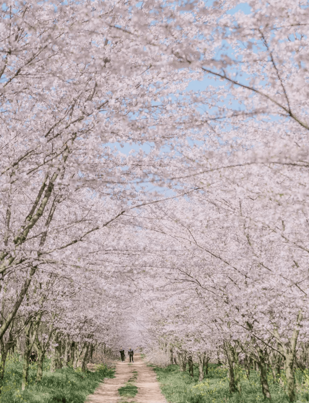 三千旅居·春天的生活方式是在樱花树下发呆