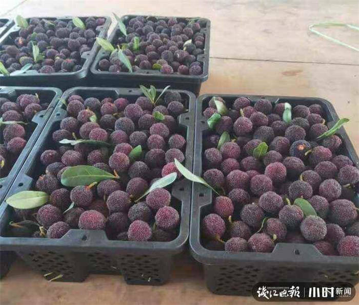 杨梅排行_和杨梅是一字之差的水果,市面上一斤3元左右,为什么价格不见涨