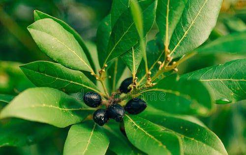 调料中的香叶是什么树的叶子 这种树栽种环境如何 月桂树