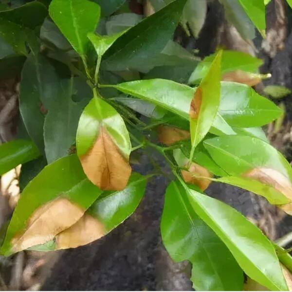 柑橘种植柑橘炭疽病防治